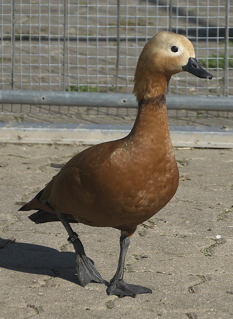烈对抗